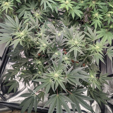 Apple Candies growlog timeline photo