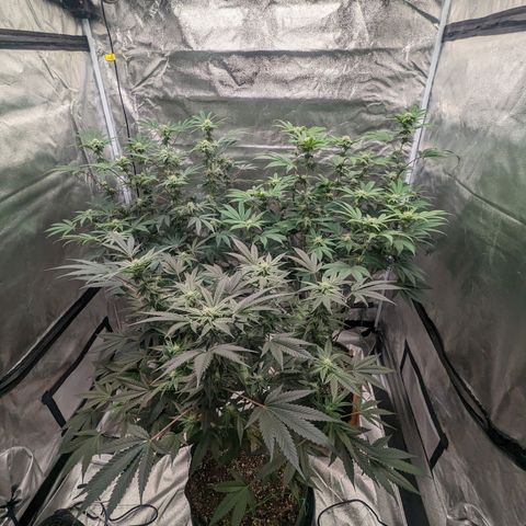 Apple Candies growlog timeline photo