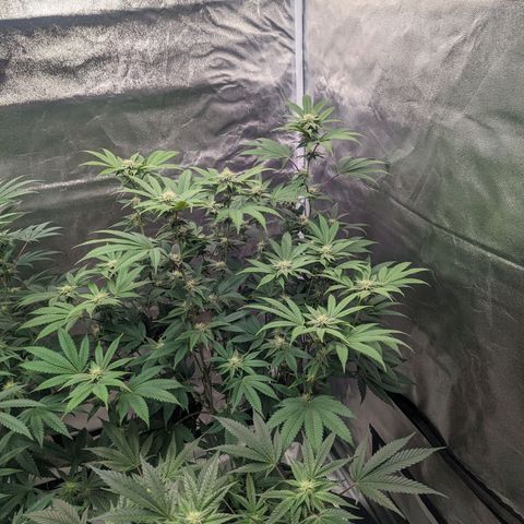 Apple Candies growlog timeline photo