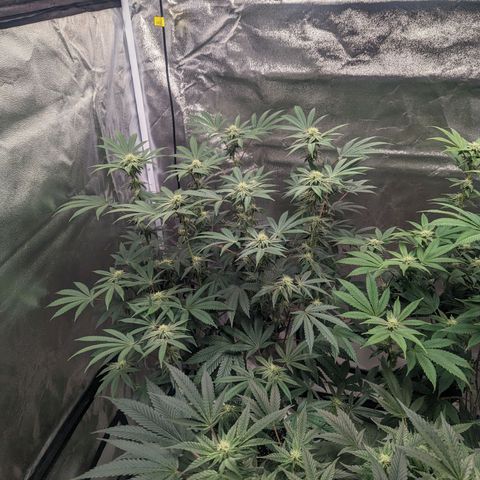 Apple Candies growlog timeline photo