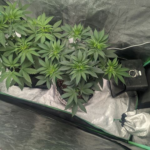 Lemon Cherry Gelato x Black Velvet #1 growlog timeline photo