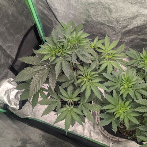 Lemon Cherry Gelato x Black Velvet #1 growlog timeline photo