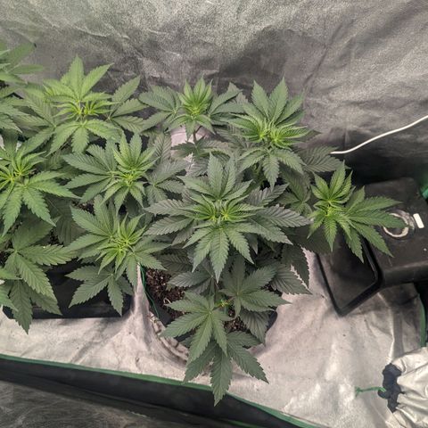 Lemon Cherry Gelato x Black Velvet #1 growlog timeline photo