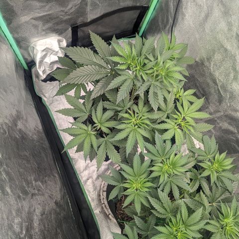 Lemon Cherry Gelato x Black Velvet #1 growlog timeline photo