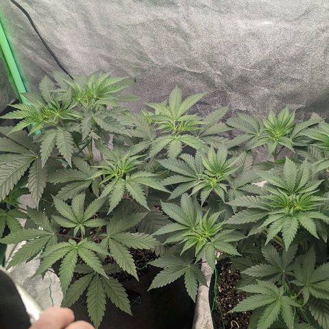Lemon Cherry Gelato x Black Velvet #1 growlog timeline photo