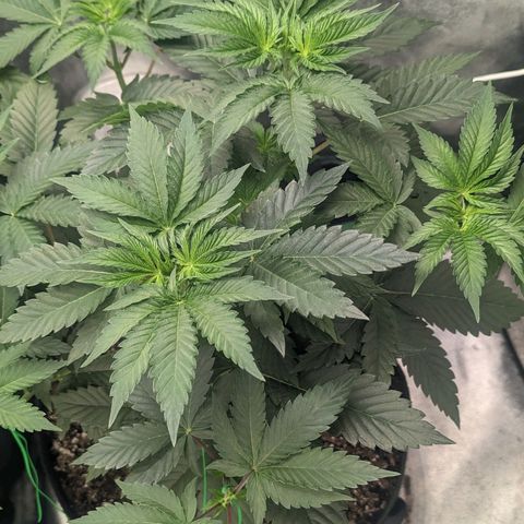 Lemon Cherry Gelato x Black Velvet #1 growlog timeline photo