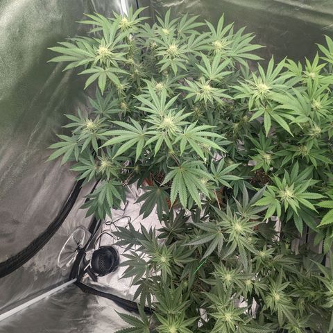 Apple Candies growlog timeline photo