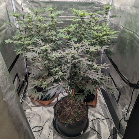 Apple Candies growlog timeline photo