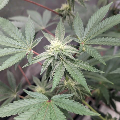 Apple Candies growlog timeline photo