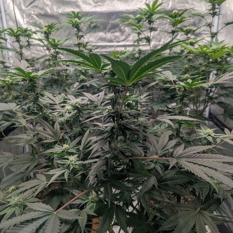Apple Candies growlog timeline photo