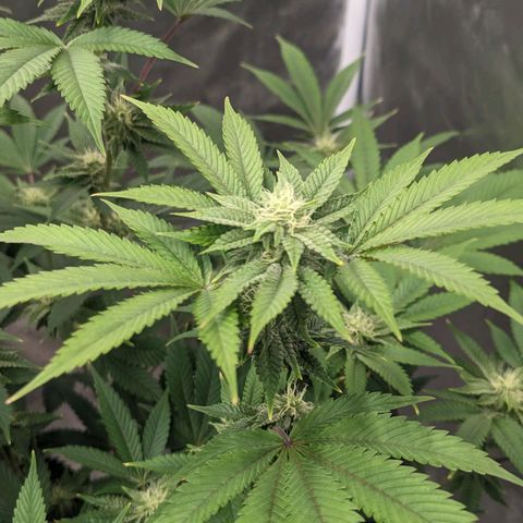 Apple Candies growlog timeline photo