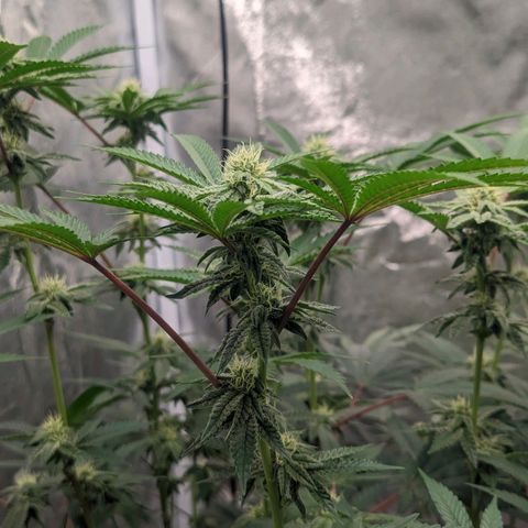 Apple Candies growlog timeline photo