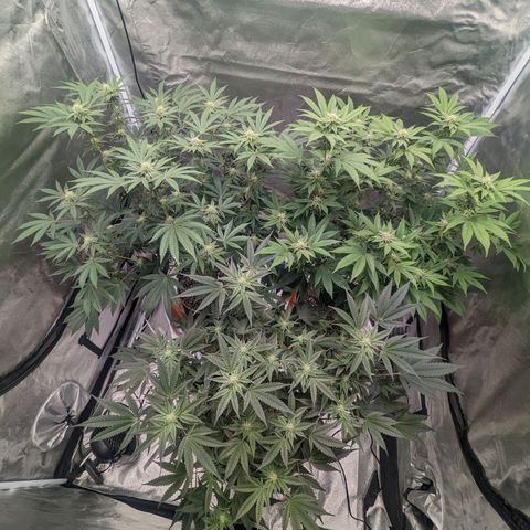 Apple Candies growlog timeline photo