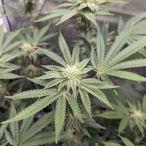 Apple Candies growlog timeline photo