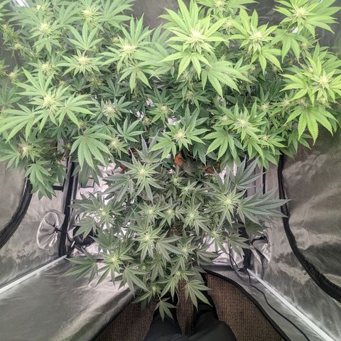 Apple Candies growlog timeline photo