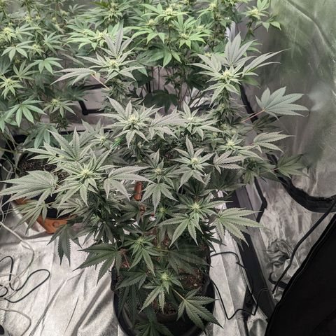 Apple Candies growlog timeline photo