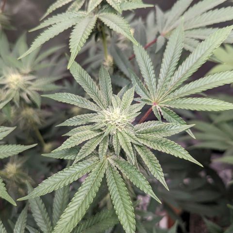 Apple Candies growlog timeline photo