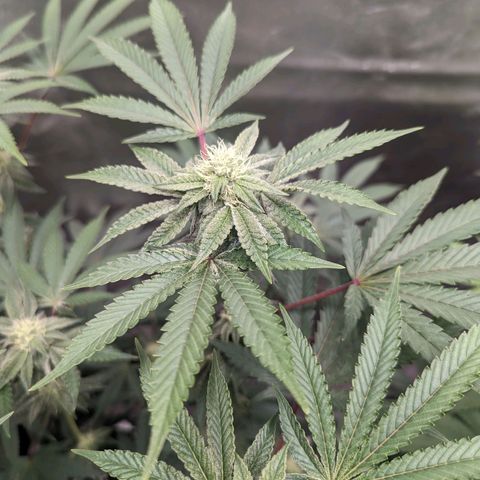 Apple Candies growlog timeline photo