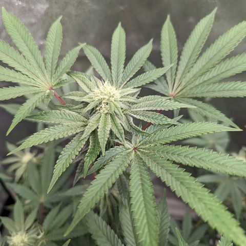 Apple Candies growlog timeline photo