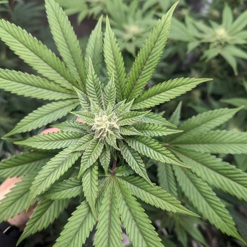 Apple Candies growlog timeline photo