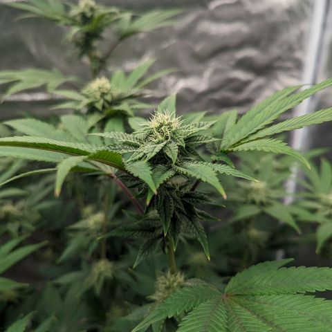 Apple Candies growlog timeline photo