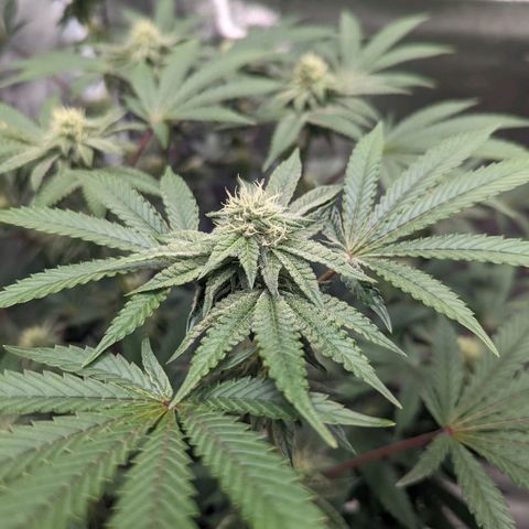Apple Candies growlog timeline photo