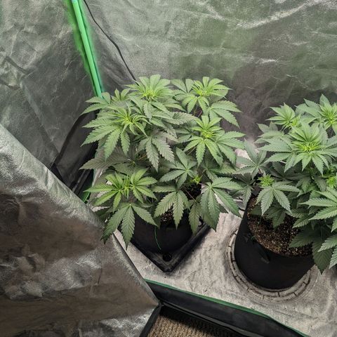 Lemon Cherry Gelato x Black Velvet #1 growlog timeline photo