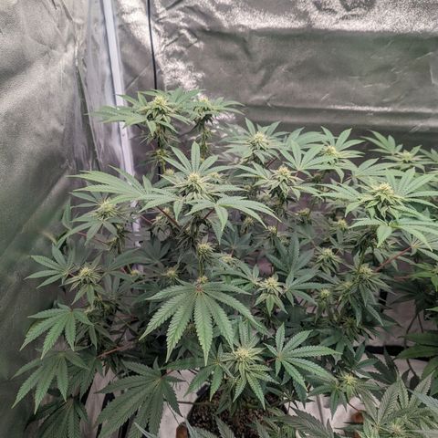 Apple Candies growlog timeline photo