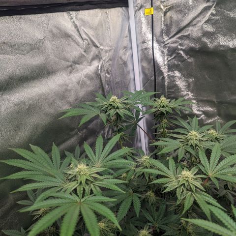Apple Candies growlog timeline photo