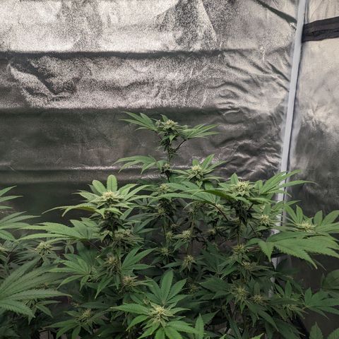 Apple Candies growlog timeline photo