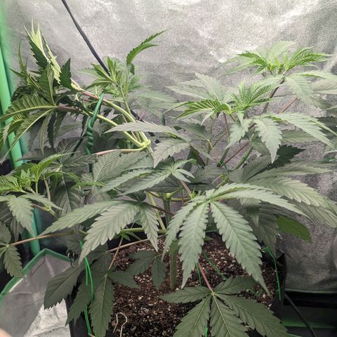 Lemon Cherry Gelato x Black Velvet #1 growlog timeline photo