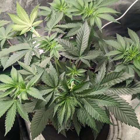 Lemon Cherry Gelato x Black Velvet #1 growlog timeline photo