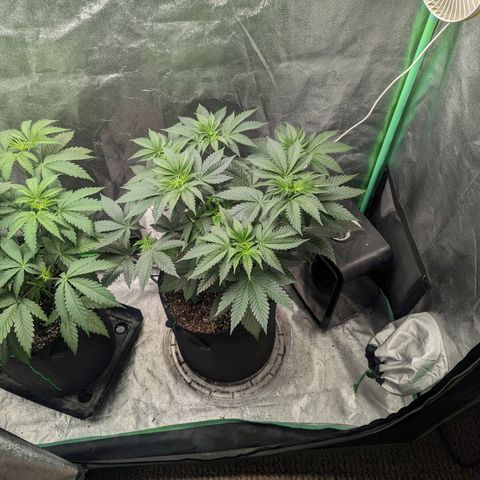 Lemon Cherry Gelato x Black Velvet #1 growlog timeline photo