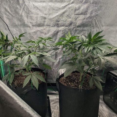 Lemon Cherry Gelato x Black Velvet #1 growlog timeline photo
