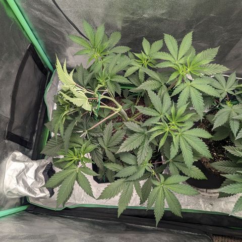Lemon Cherry Gelato x Black Velvet #1 growlog timeline photo