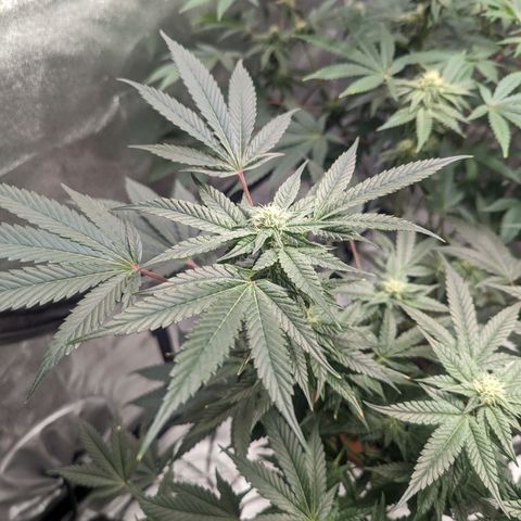 Apple Candies growlog timeline photo