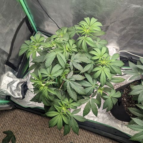 Lemon Cherry Gelato x Black Velvet #1 growlog timeline photo