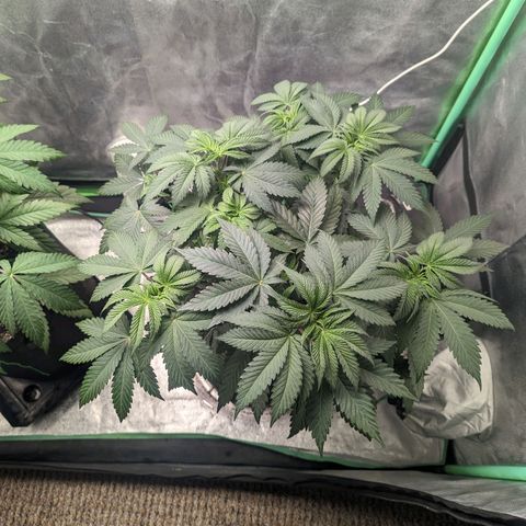 Lemon Cherry Gelato x Black Velvet #1 growlog timeline photo