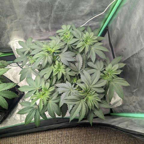 Lemon Cherry Gelato x Black Velvet #1 growlog timeline photo