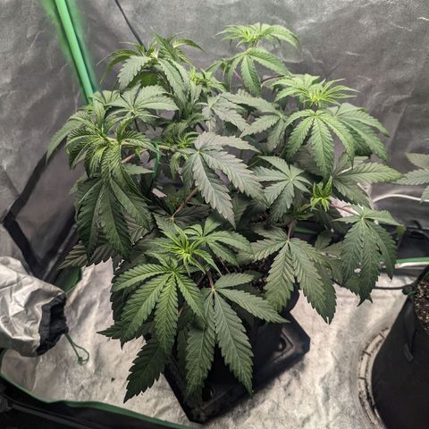 Lemon Cherry Gelato x Black Velvet #1 growlog timeline photo