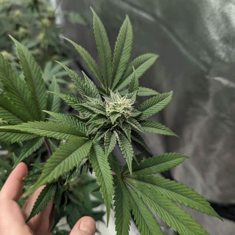 Apple Candies growlog timeline photo