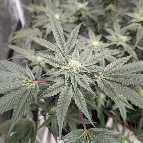 Apple Candies growlog timeline photo