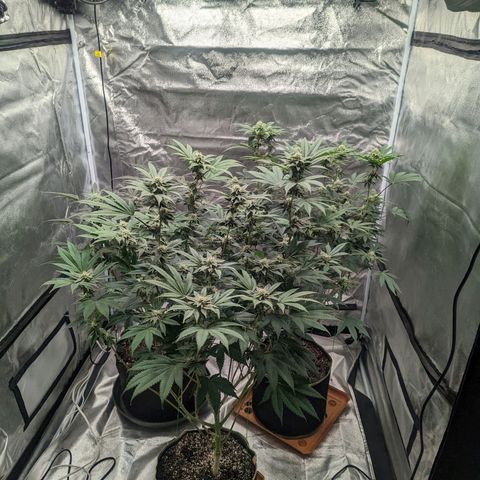 Apple Candies growlog timeline photo