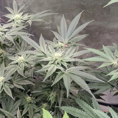 Apple Candies growlog timeline photo