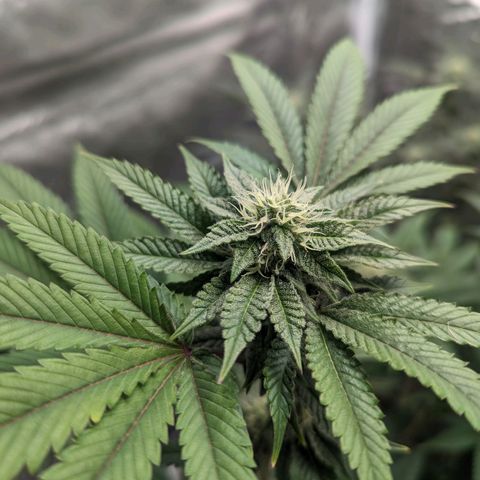 Apple Candies growlog timeline photo