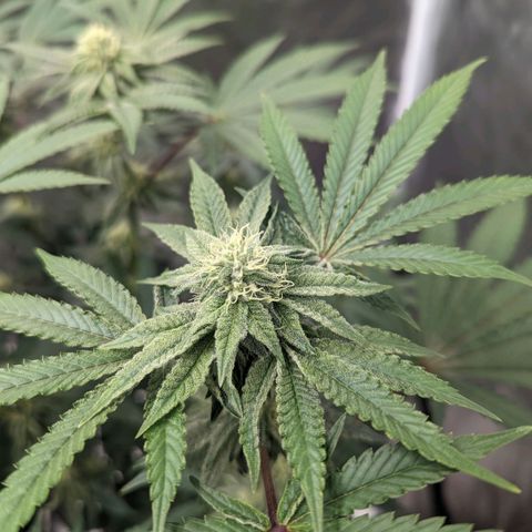 Apple Candies growlog timeline photo