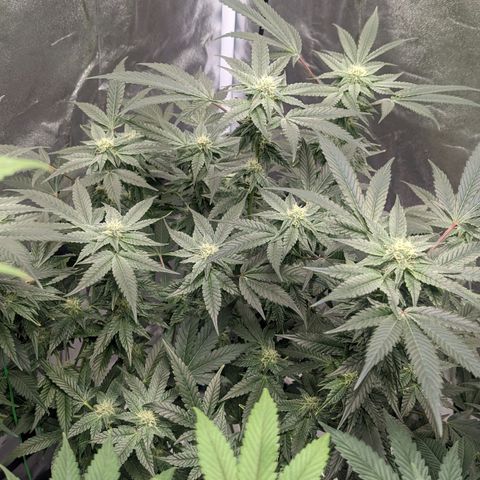 Apple Candies growlog timeline photo
