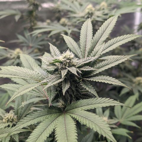 Apple Candies growlog timeline photo