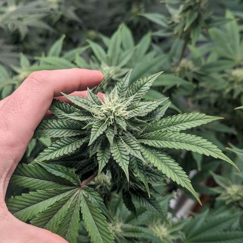 Apple Candies growlog timeline photo