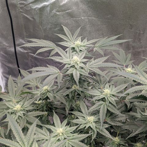 Apple Candies growlog timeline photo